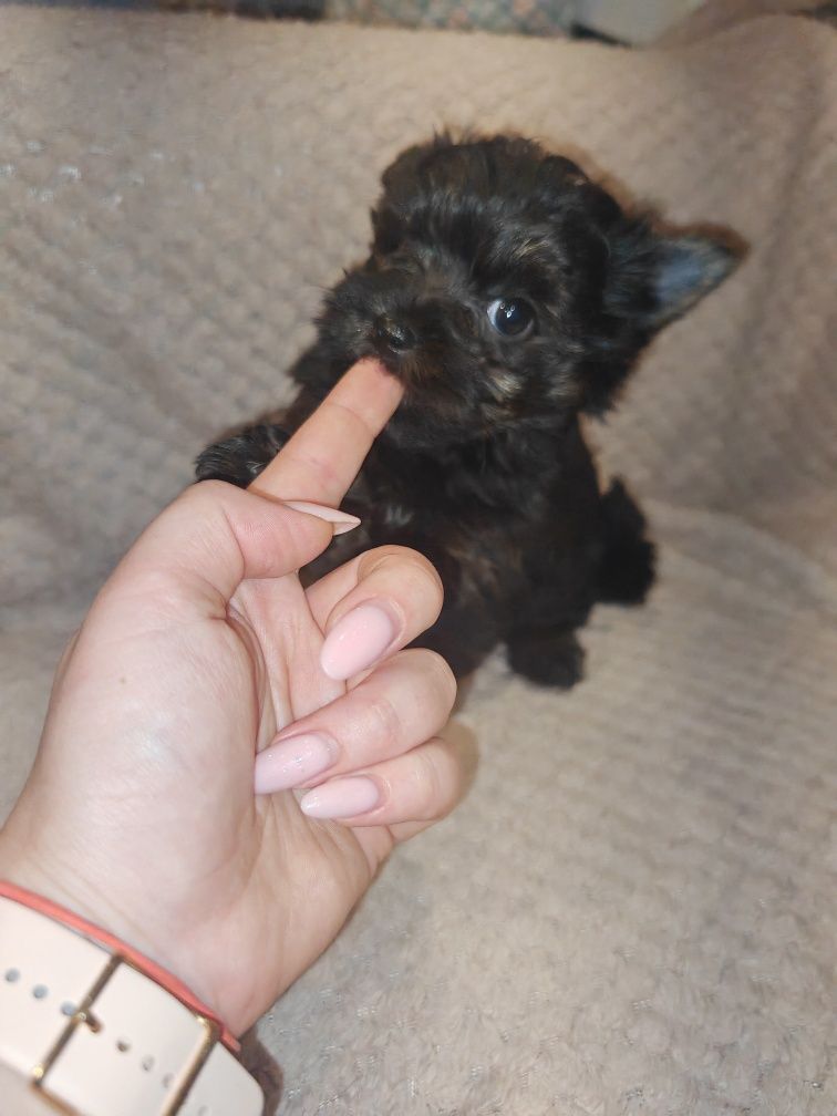 Yorkshire terrier  York gotowy do odbioru 8tyg