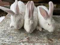 Продам кролів зайців