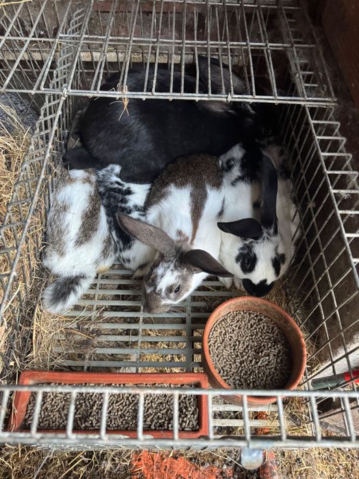 Vendo coelhos para criação