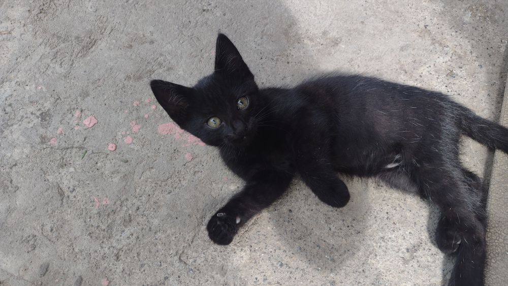 Вібруючі пухнастики