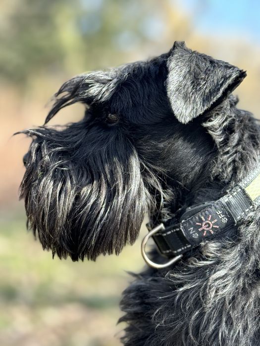 Цвергшнауцер шукає пару