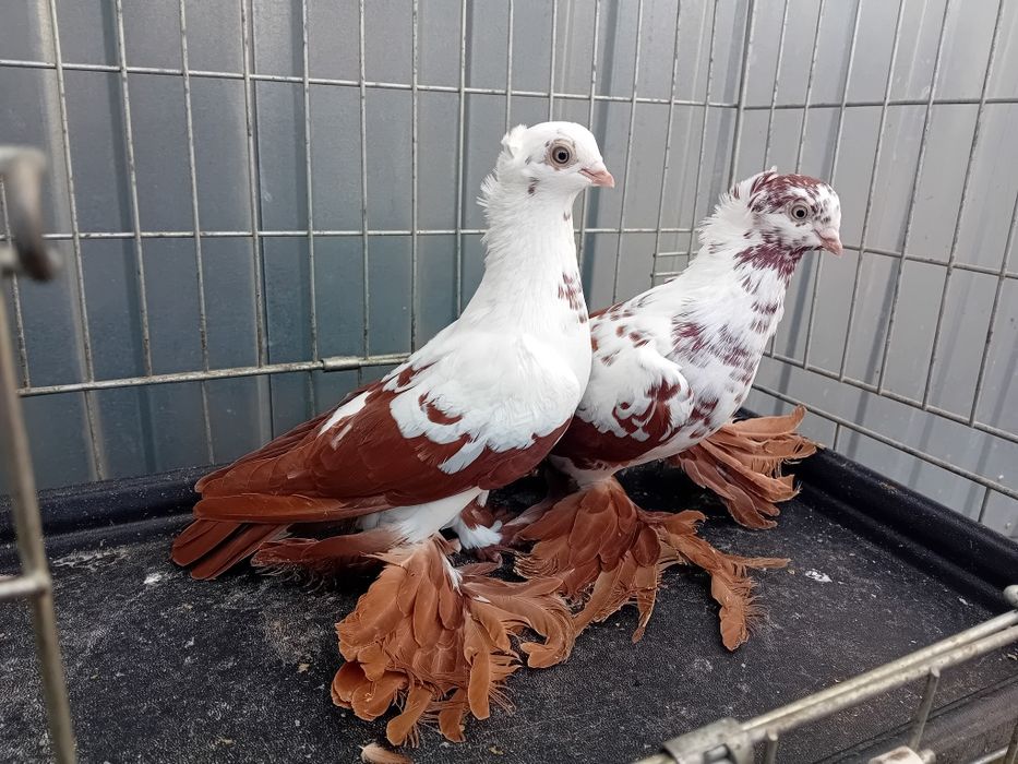 Widyny koroniate, wiedynka koroniata