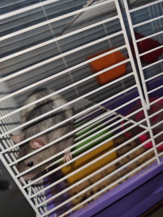 Крысы Дамбо. С клеткой