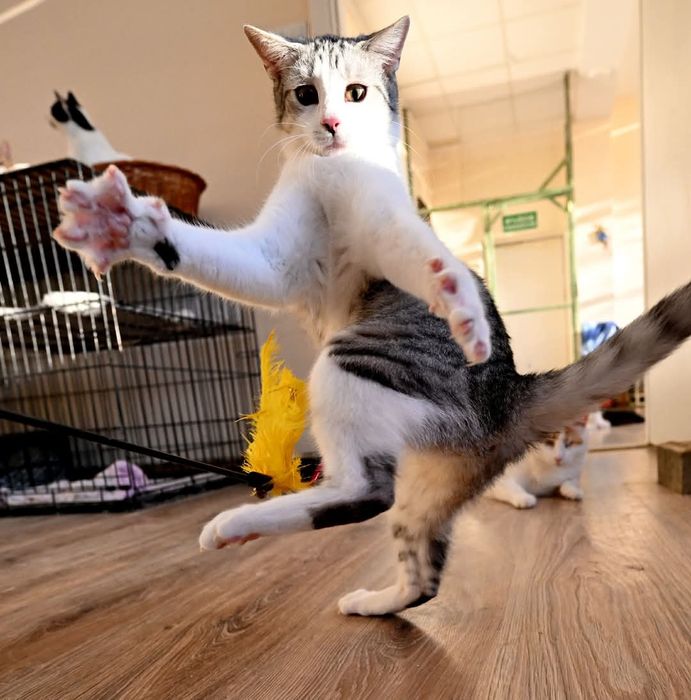Energiczna kotka Layla szuka kochającego domu