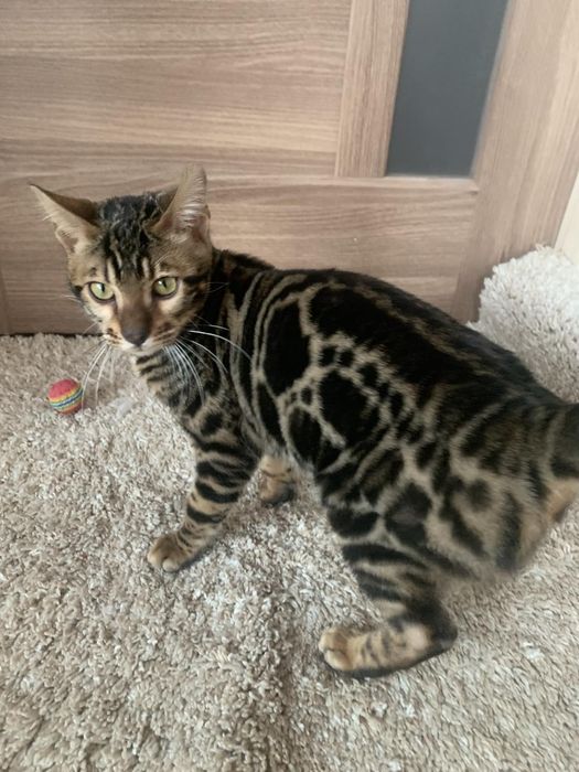 Бенгальске кошеня хлопчик 5міс