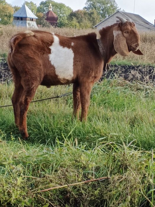 Продам цапа породистого