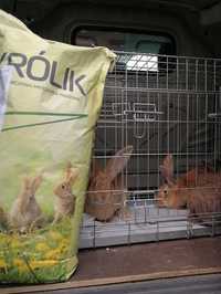 Pasza dla królików - Neorol Królik Tucz 15 kg