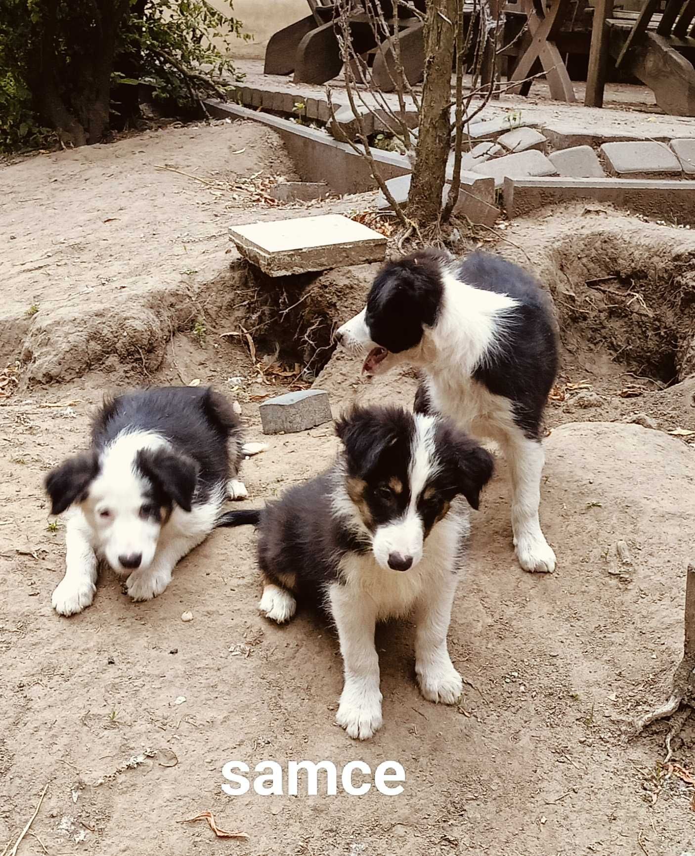 Samiec border collie