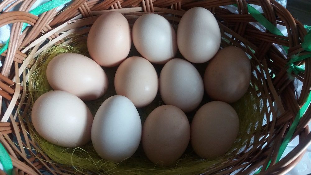 Wiejskie jajka od kur z wolnego wybiegu naturalne