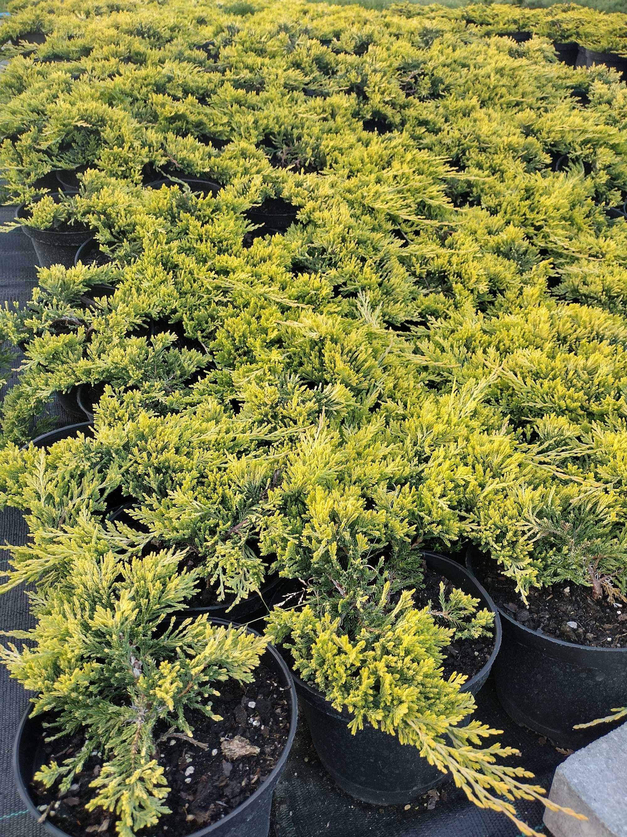 Jałowiec płożący Golden Carpet