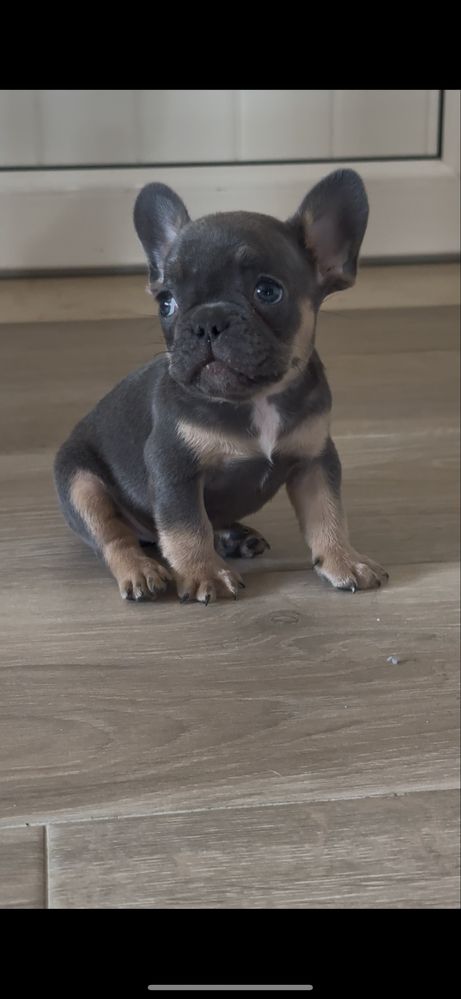 Bulldog frances macho