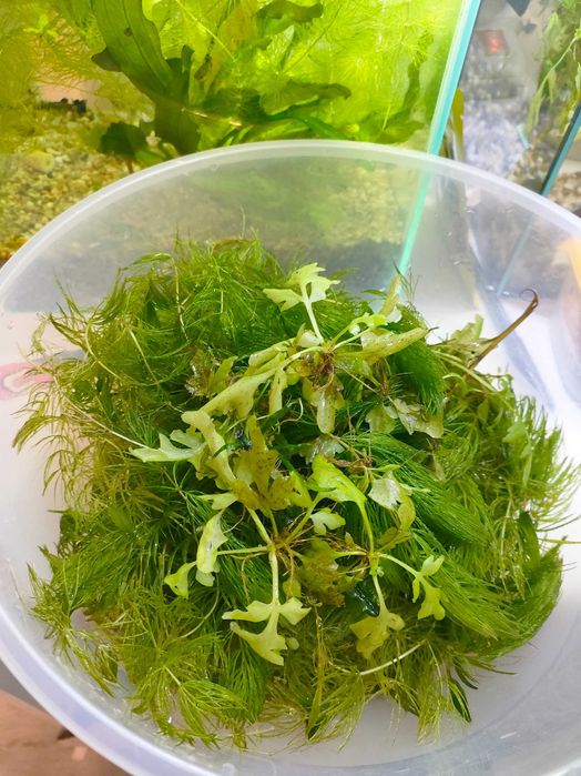 Rogatek (Ceratophyllum demersum)  sprzedam plus gratis tzw. paproć