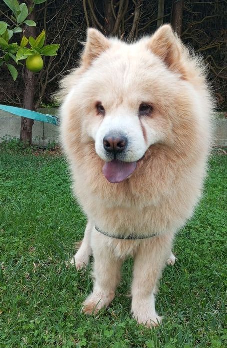 Cadela Chow-Chow para adoção responsável