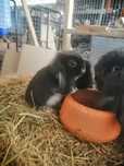 Vendo coelhos Bellier (orelhudos)