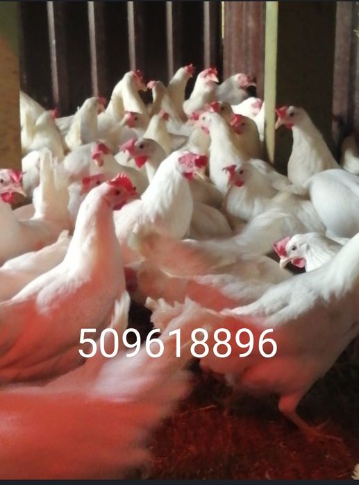 Kury i koguty  młode leghorn 22 tyg.