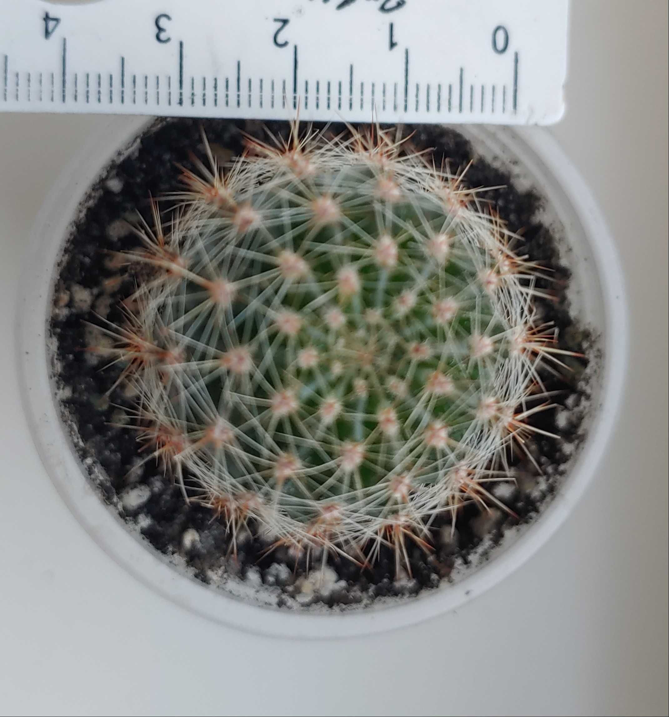 Кактусы и кактусята эхинопсиса Echinopsis  (детки разного размера)