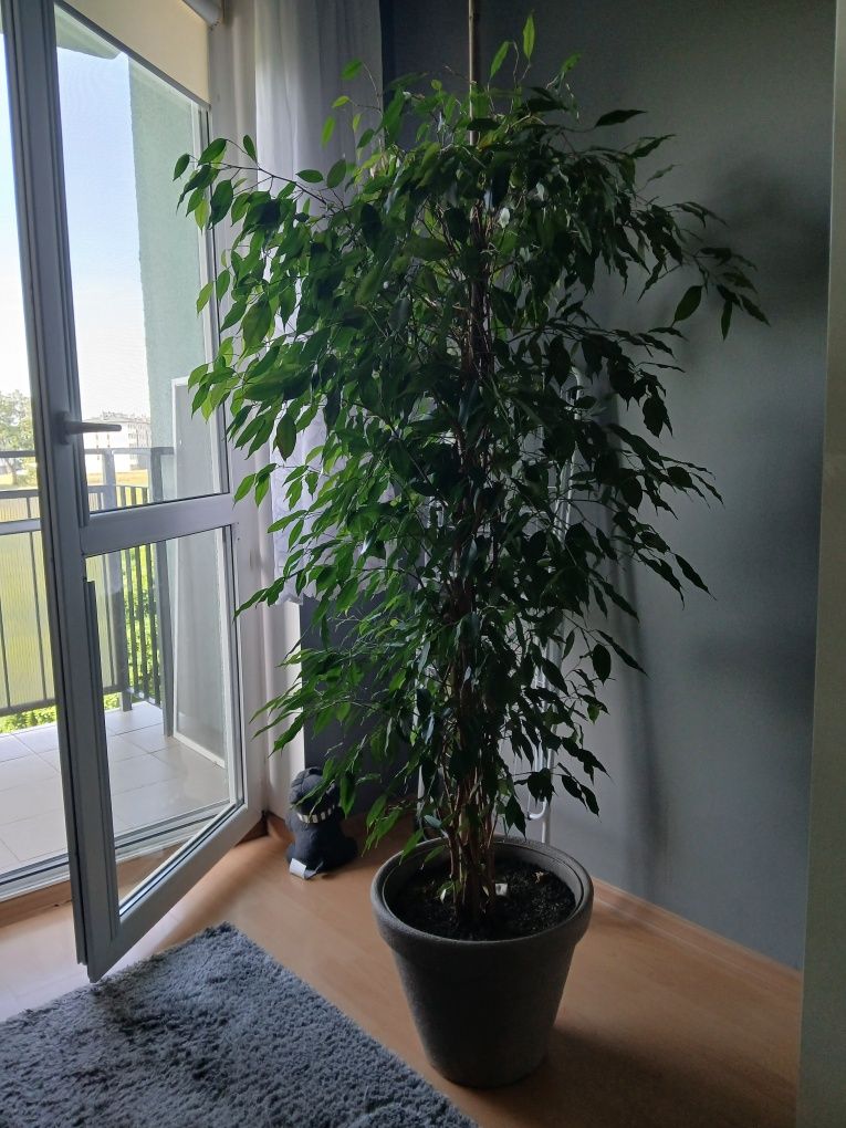 Sprzedam Piękny Zadbany,, Fikus Benjamina "