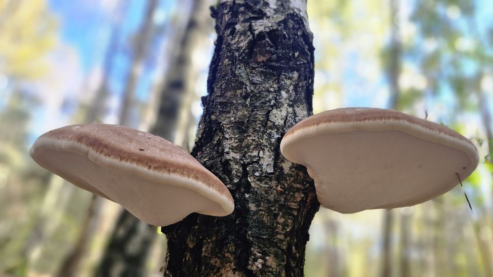 Pniarek (białoporek) brzozowy.