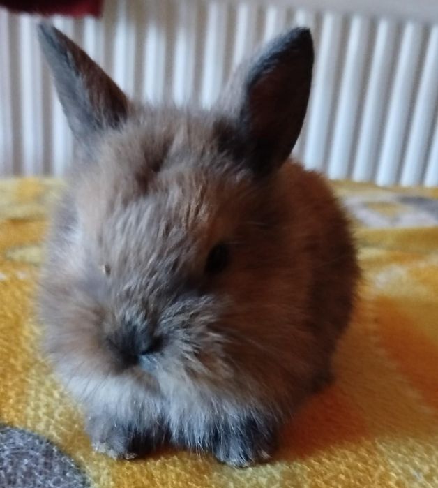 Króliczki mini miniaturki