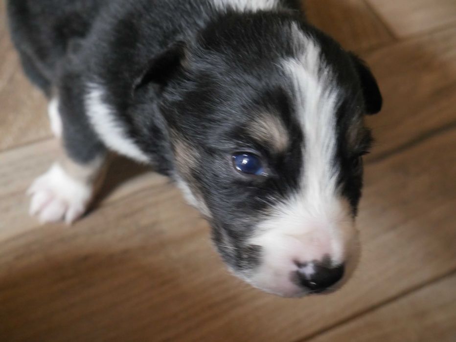 Border collie -TRi COLOR Piesek
