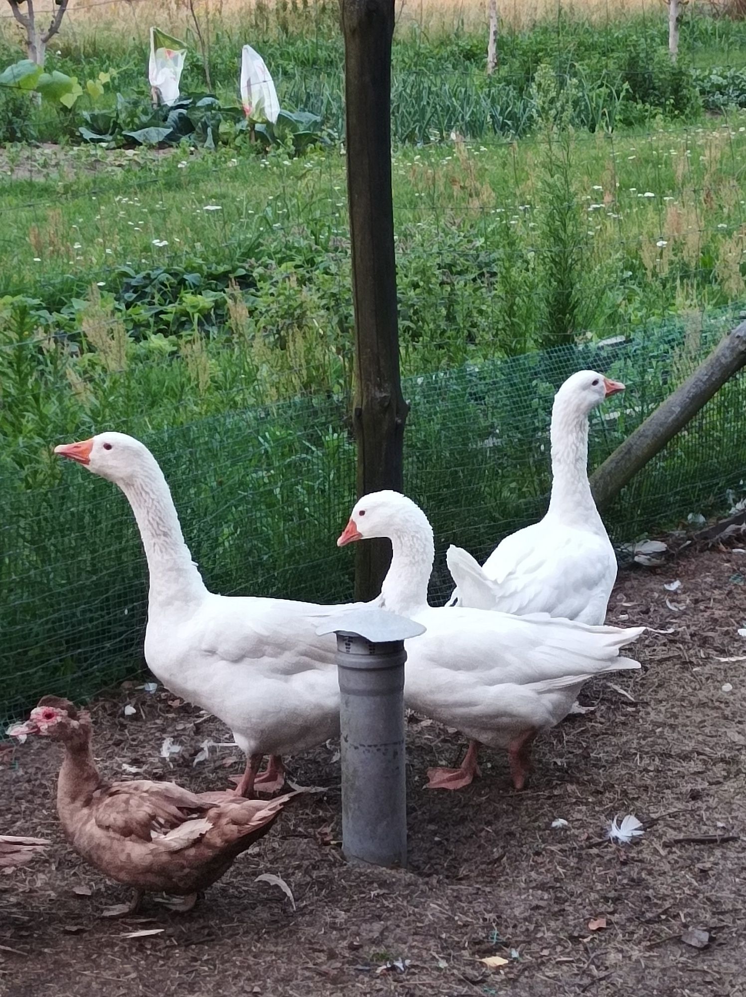 Gęsi białe owsiane 2+1 kaczki francuskie 2+1