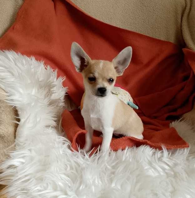 Chihuahua dziewczynka, komplet szczepień