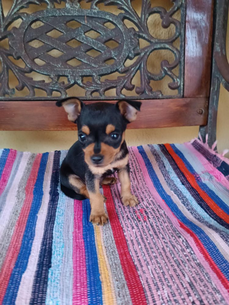 Pinscher miniatura
