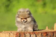 Szpic miniaturowy pomeranian - śliczna sunia !