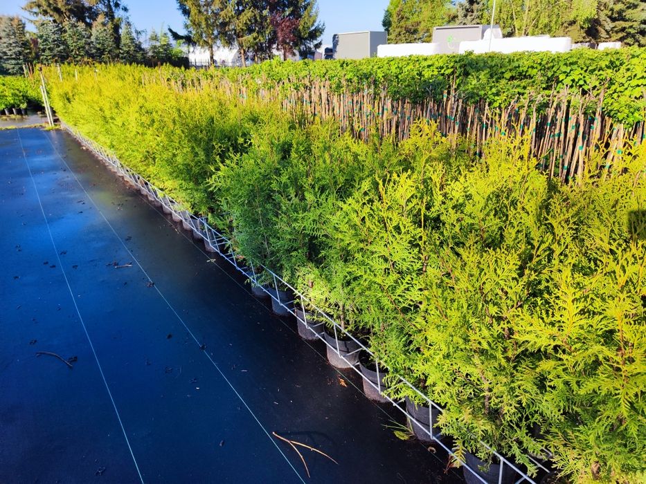 Wyprzedaż! Thuja Brabant (tuja żywopłot) szybko rosnąca PROMOCJA!