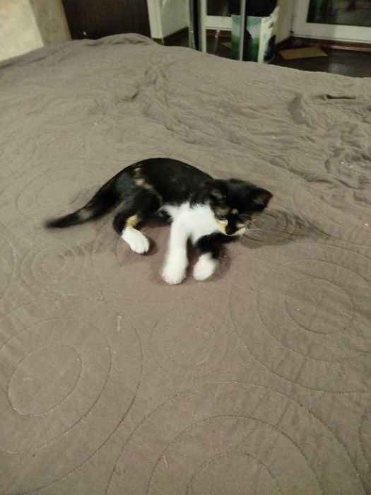Круті котики для гарних людей