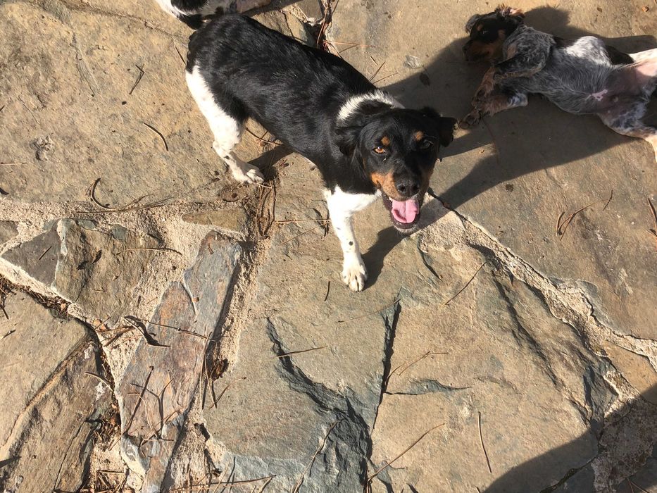 Epagneul Breton tricolor com 2 meses