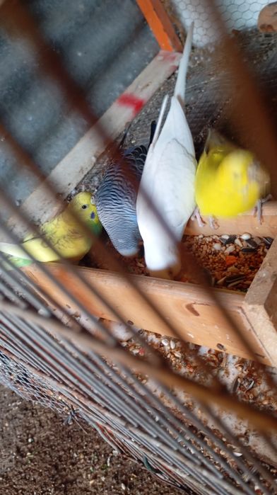 Vendo vários tipos de aves