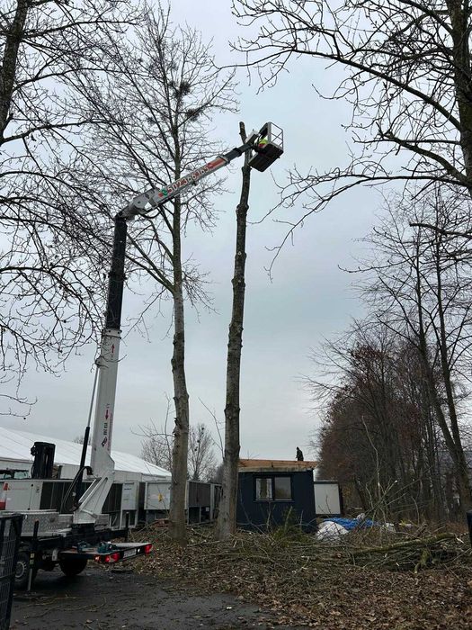 Wycinka drzew Podnośnik koszowy  Korekta Pielęgnacja  Przycinka