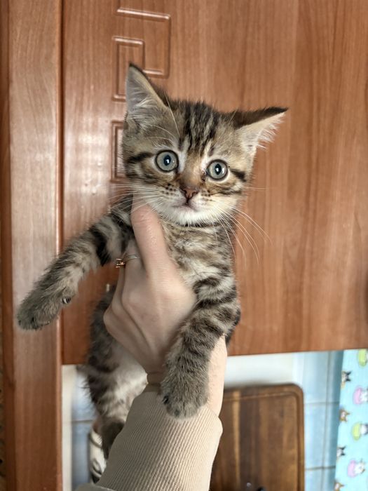 Шотланські кошенята в добрі руки