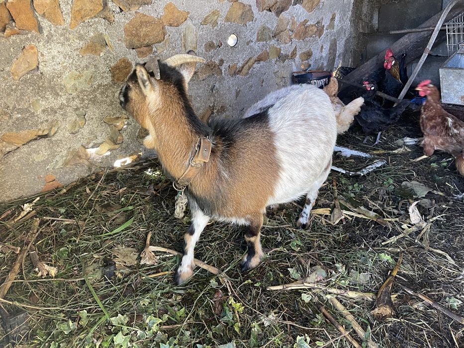 Vendo cabras de quinta