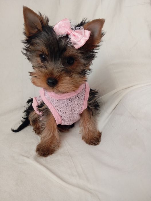 Чистокровні дівчатка йорочки