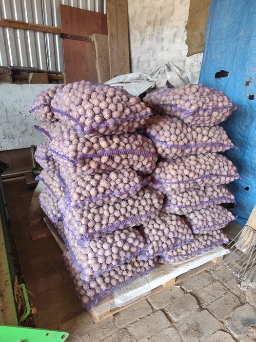 Ziemniaki 40gr drobne odpadowe paszowe