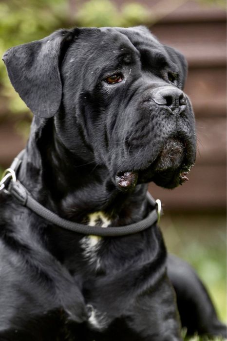 Породні цуценята  Кане Корсо (Cane Corso Italiano)
