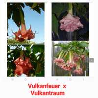 Brugmansia Vulkanfeuer ×Vulkantraum krzyżówka