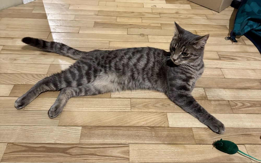 Знайдено кота, Берестейська, 5-6 місяців