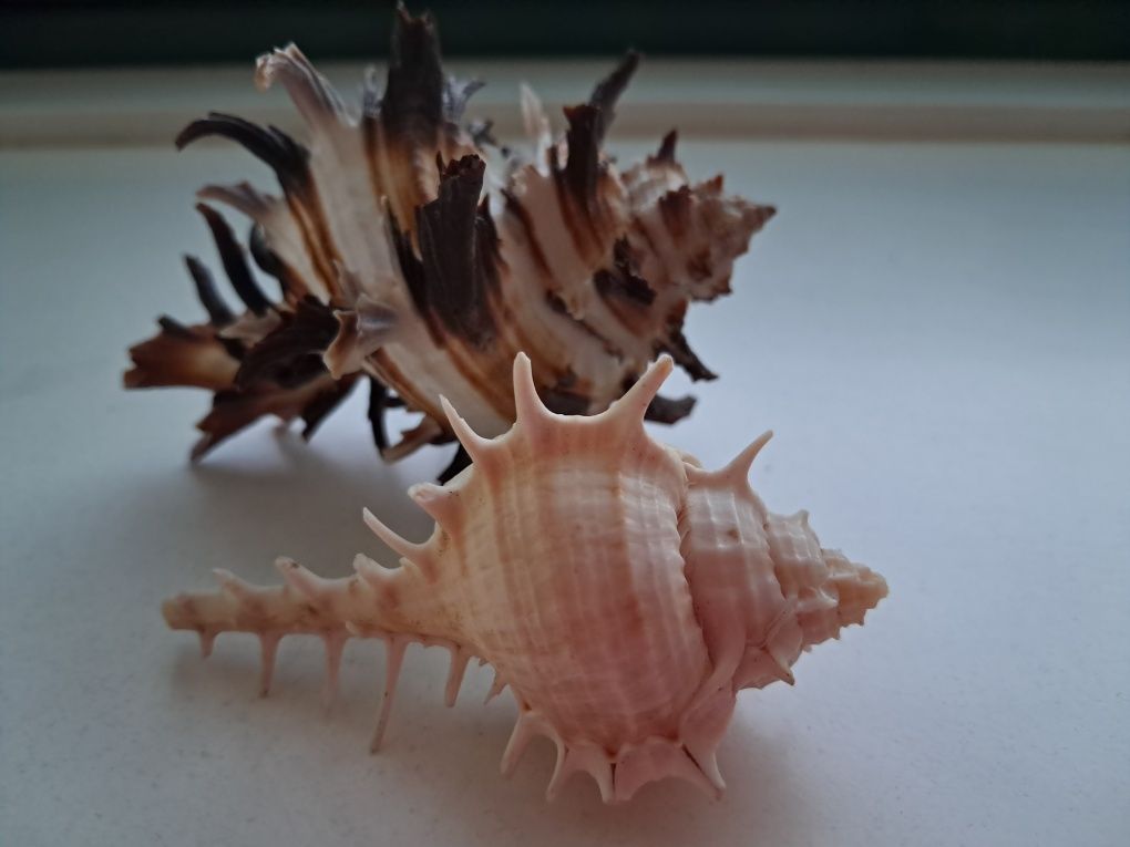 Muszli ślimak morskiego naturalne Murex endivia