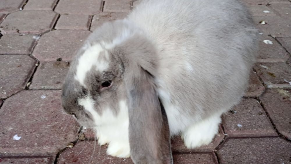 Sprzedam młode króliki barany francuskie