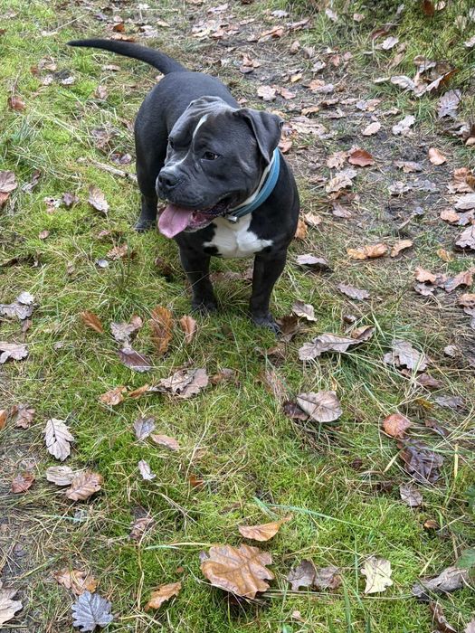 Reproduktor Amstaff Amerykański Staffordshire terrier