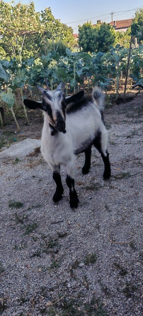 Cabrito raça serpentina