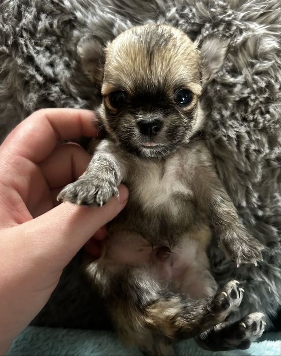 XXXS MiniaturkaMaleńki chłopiec po Championie- zapraszam do rezerwacji