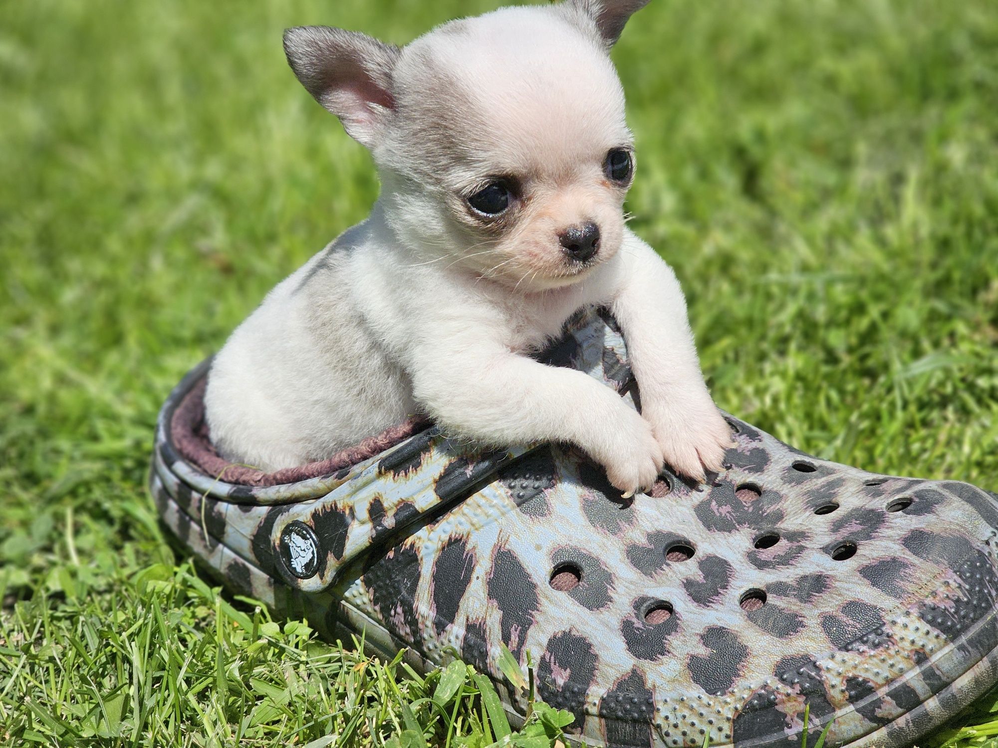Chihuahua piesek bialy krótkowłosy