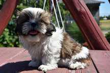 Piesek Shih-Tzu !