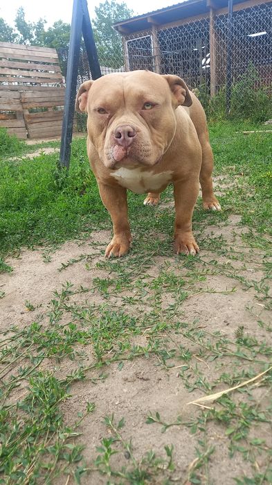 American Bully Standard