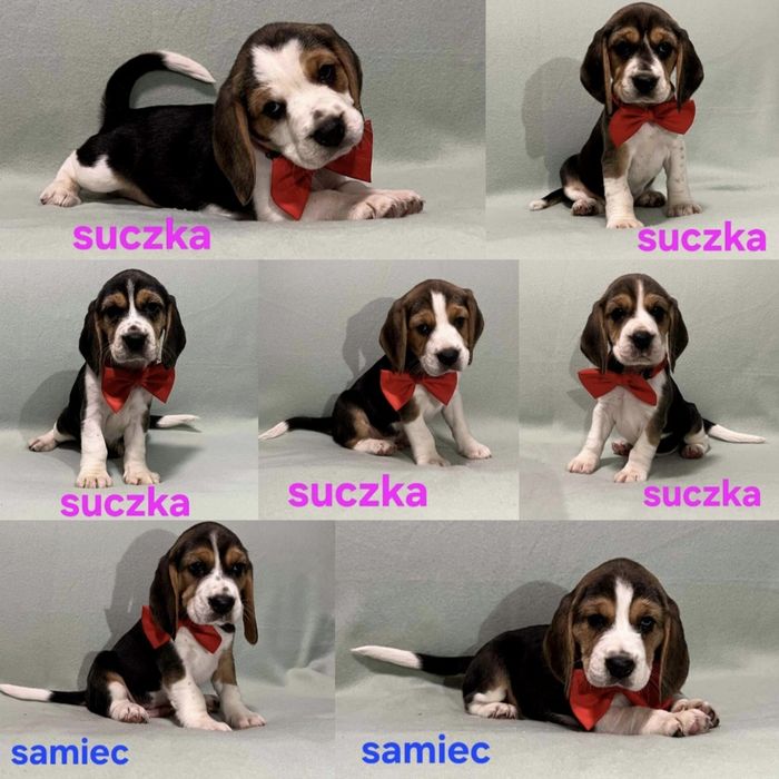 Sprzedam szczeniaka rasy Beagel