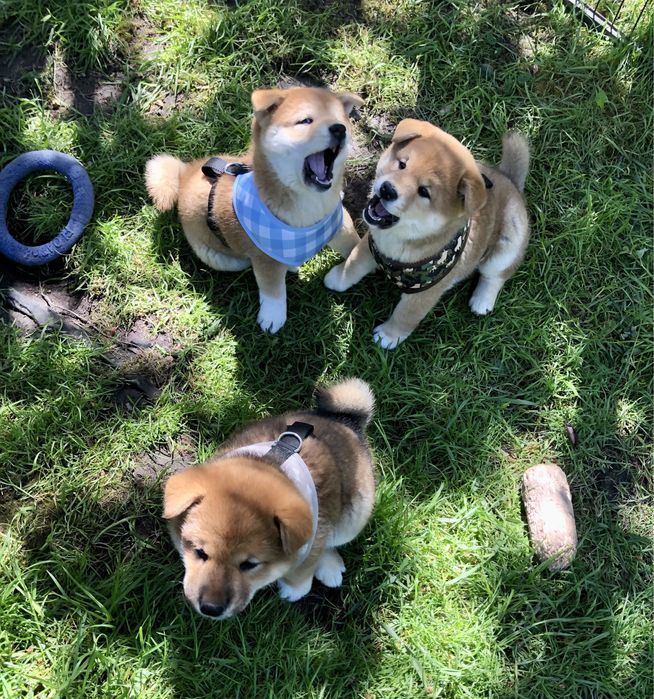 Shiba Inu, sunia TĘCZA Rajsobie(FCI).